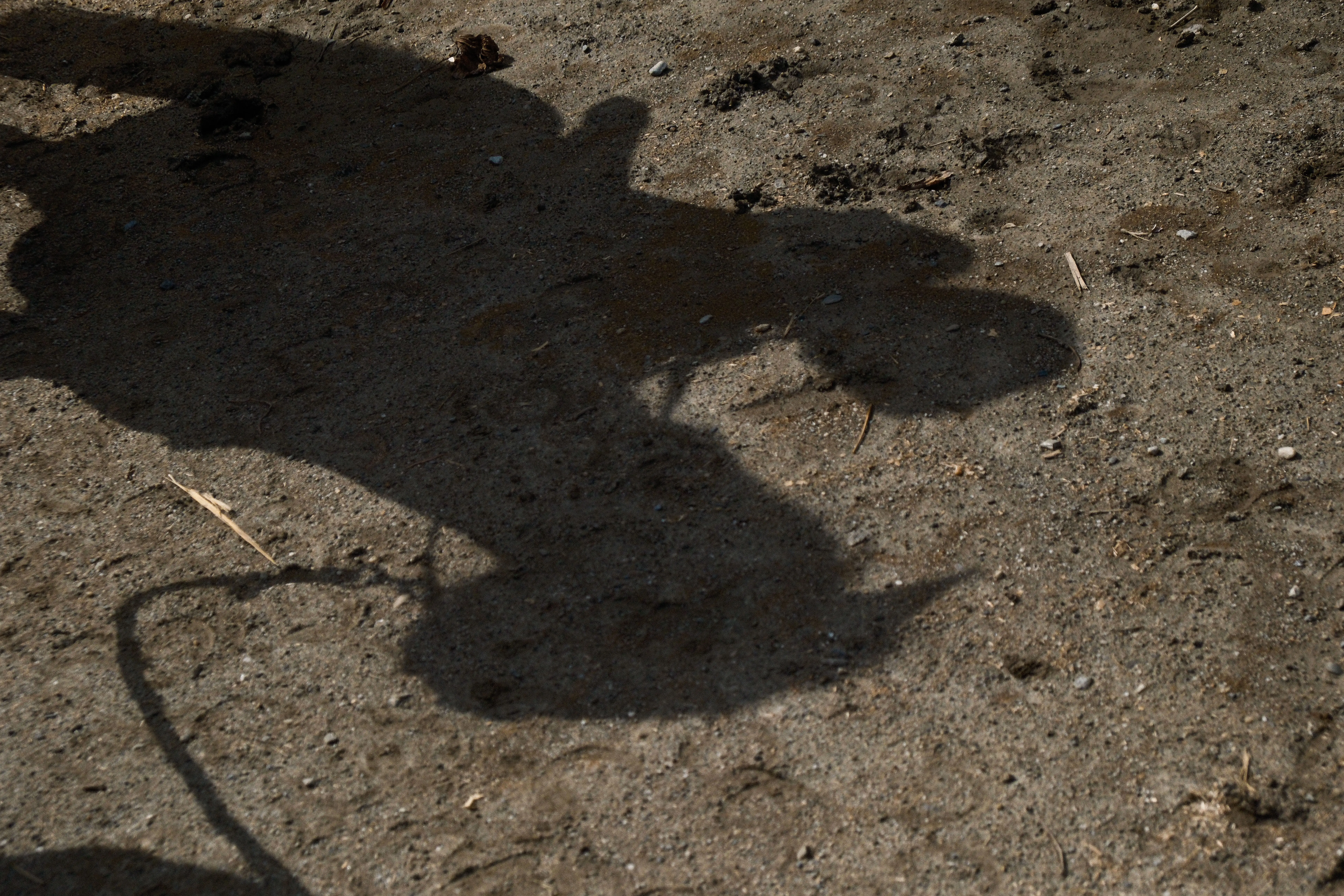 Silent on Horseback — image 3