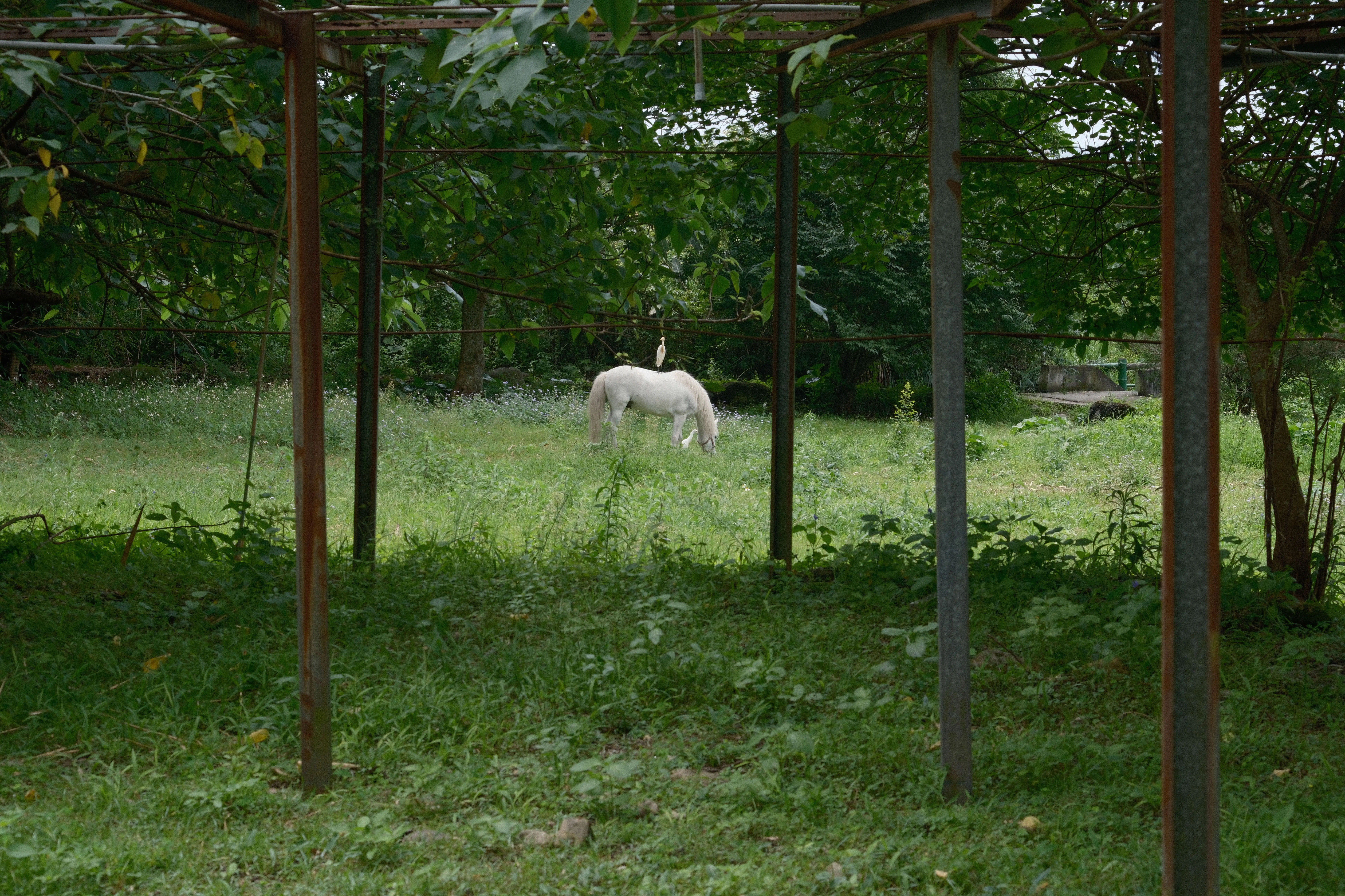 Silent on Horseback — image 8