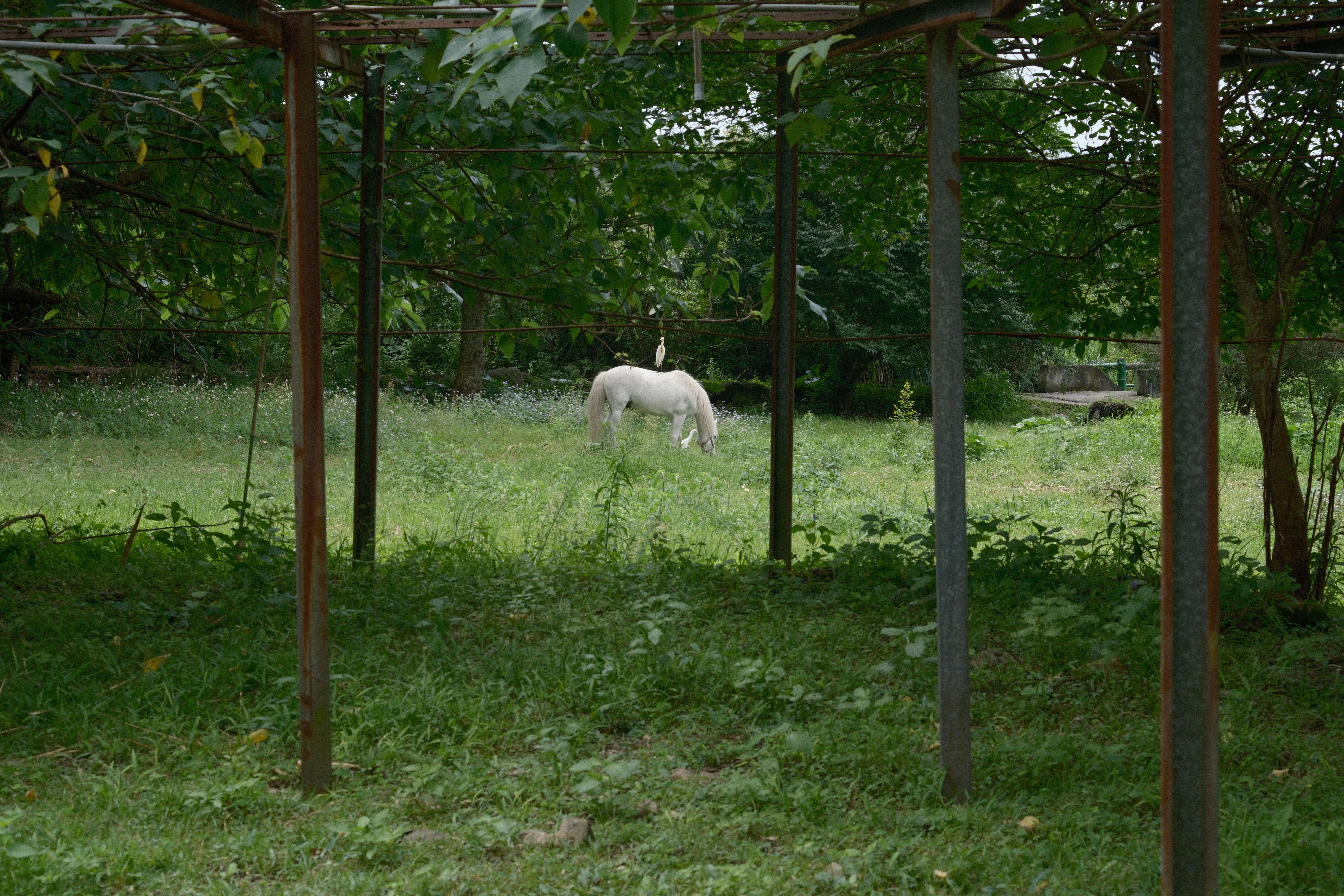 Silent on Horseback - Image 8