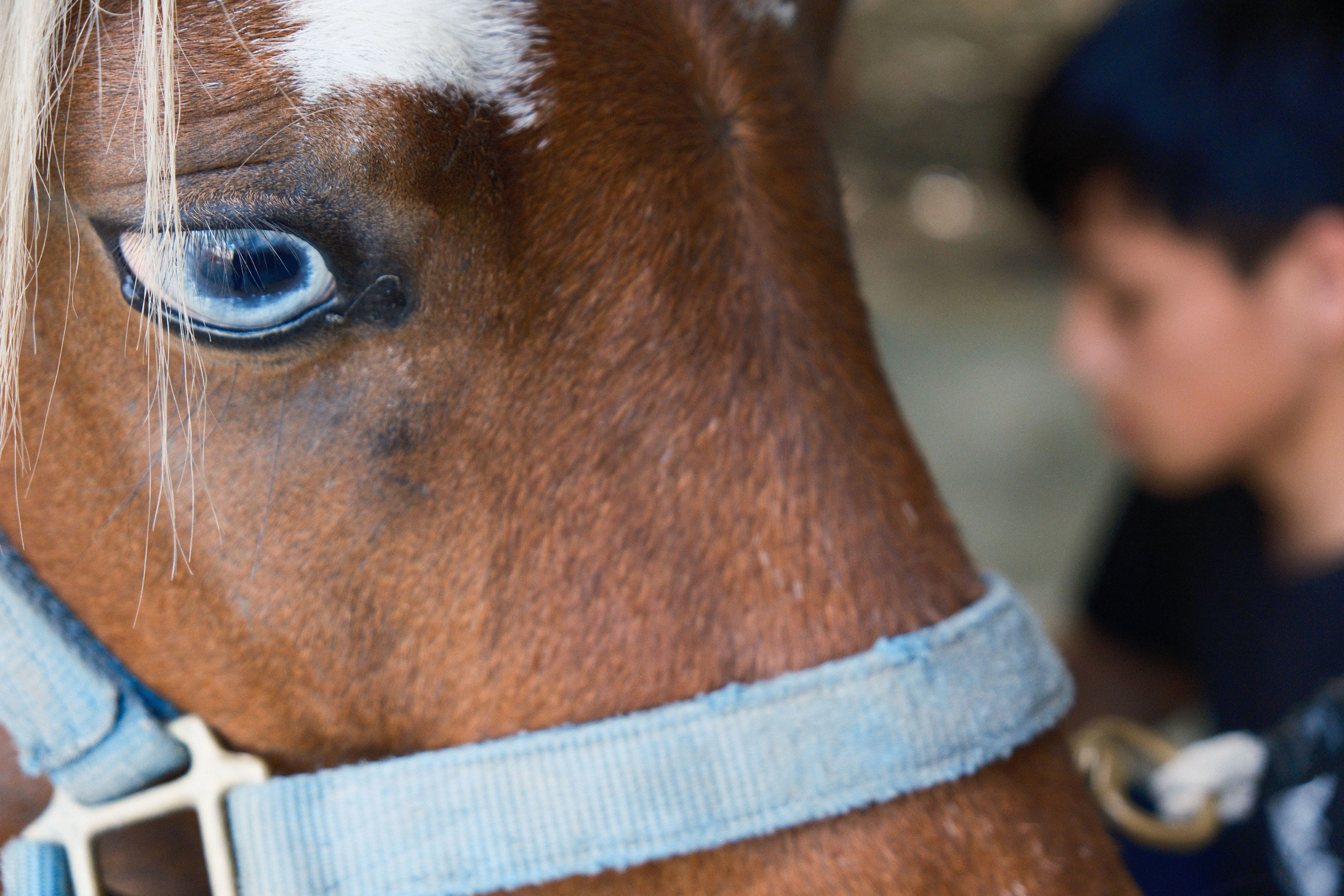 Silent on Horseback — image 12